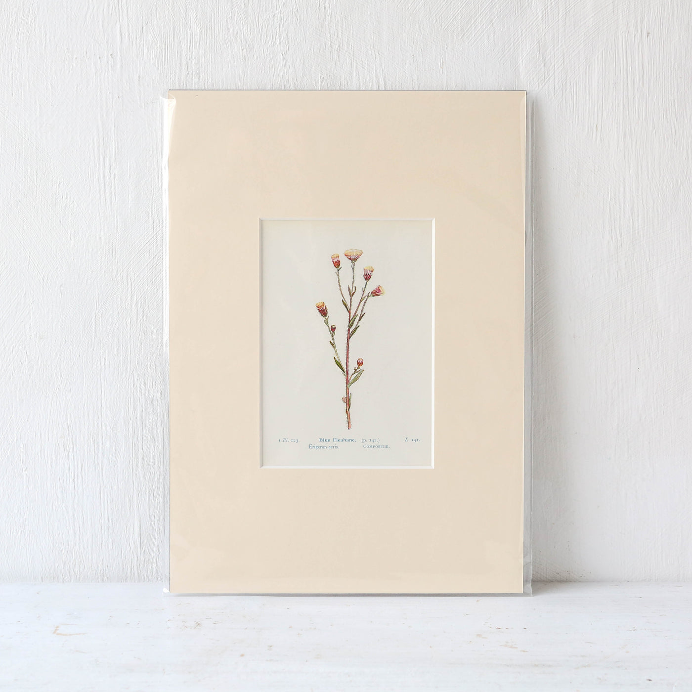 A4 Mounted Vintage Book Plate - Neutral Florals Batch 1