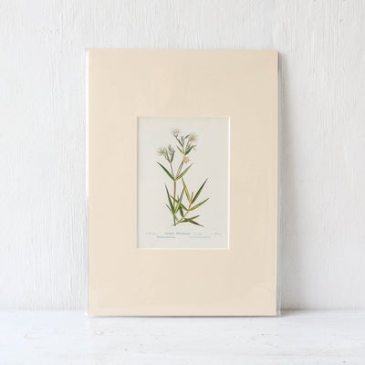 A4 Mounted Vintage Book Plate - Neutral Florals Batch 1