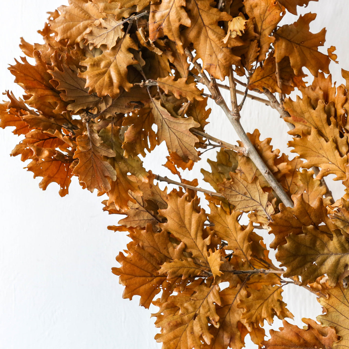 Bunch of Preserved Oak - Autumn Yellow