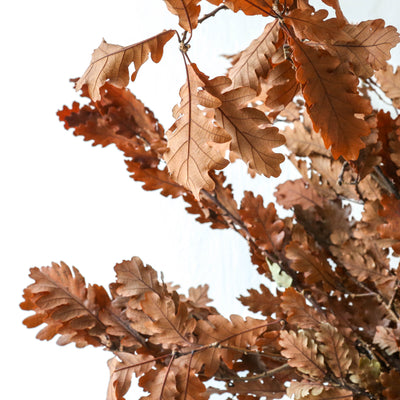 Bunch of Preserved Oak - Autumn Colours