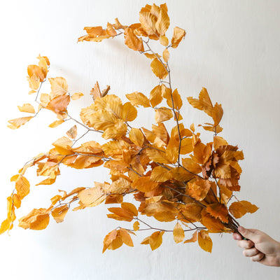 Bunch of Preserved Beech - Autumn Yellow