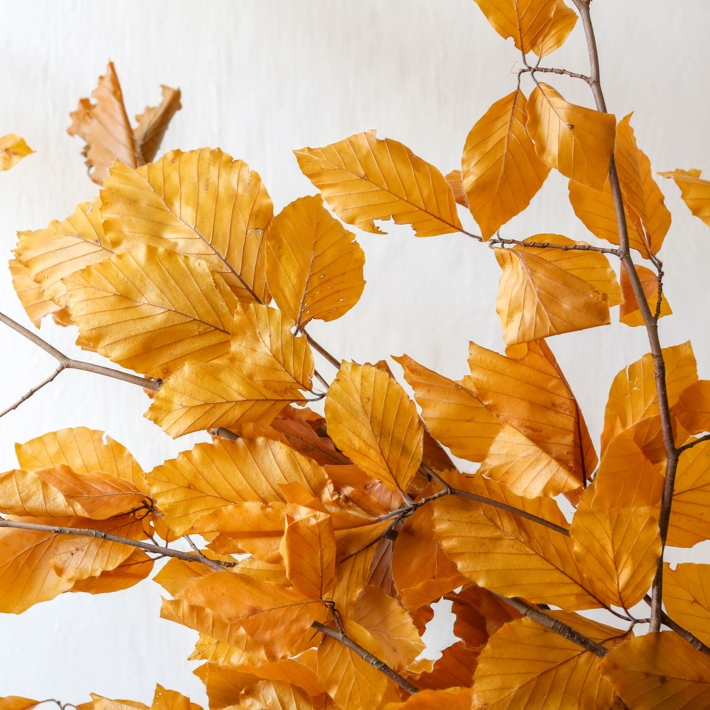 Bunch of Preserved Beech - Autumn Yellow