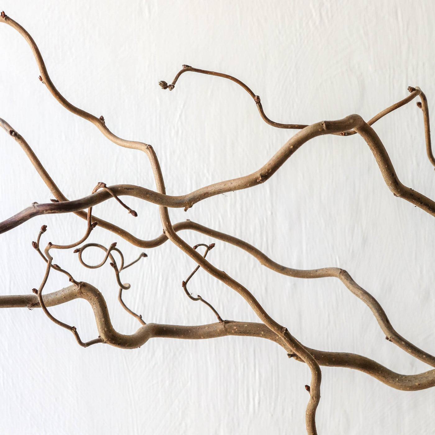 Curly Hazel - 5 Branches (approx 1m)