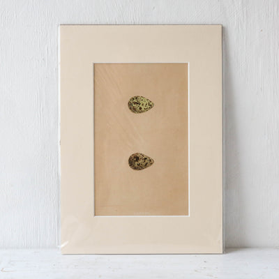 A4 Mounted Vintage Book Plate - Green Birds Eggs