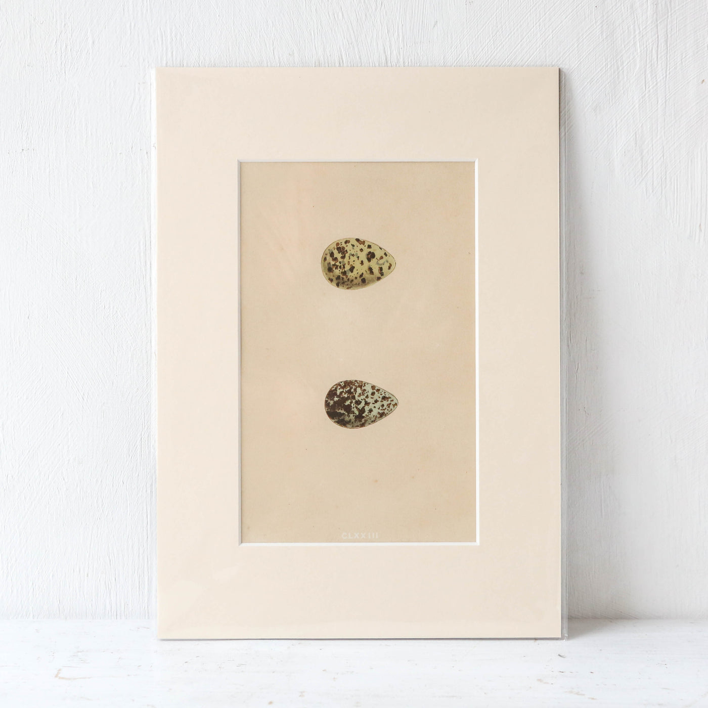 A4 Mounted Vintage Book Plate - Green Birds Eggs