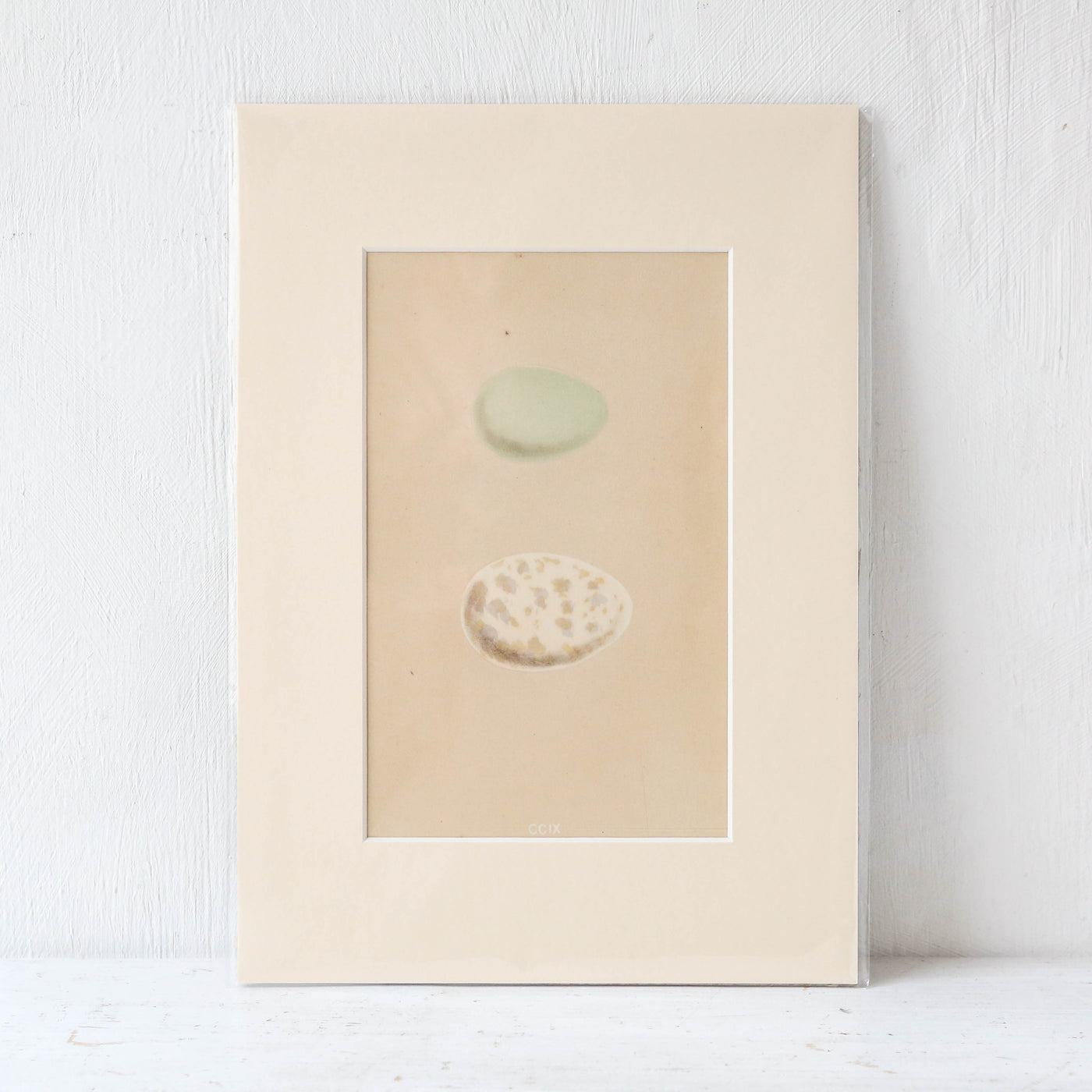 A4 Mounted Vintage Book Plate - Green Birds Eggs