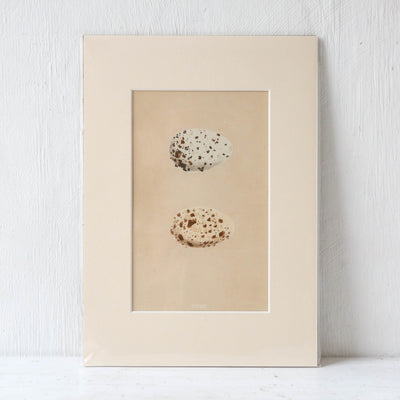 A4 Mounted Vintage Book Plate - Pale Birds Eggs