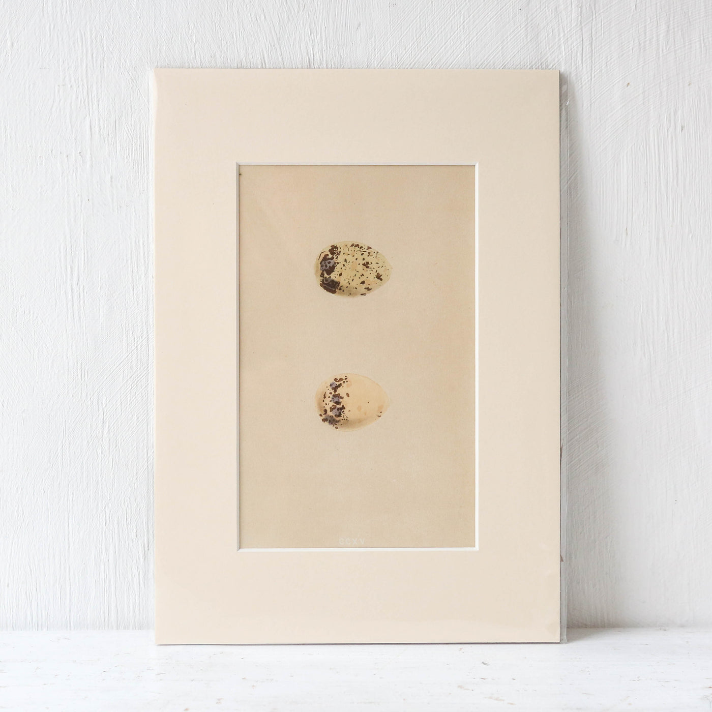 A4 Mounted Vintage Book Plate - Pale Birds Eggs