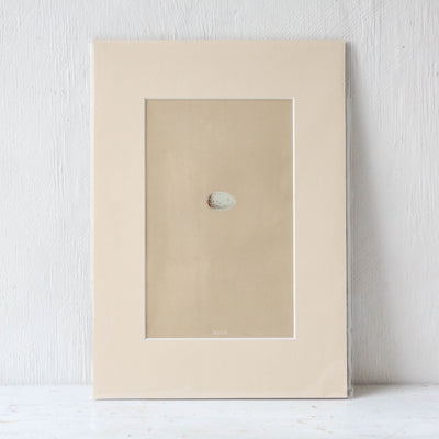 A4 Mounted Vintage Book Plate - Pale Birds Eggs