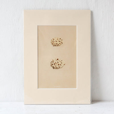 A4 Mounted Vintage Book Plate - Pale Birds Eggs