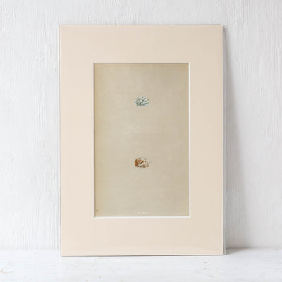 A4 Mounted Vintage Book Plate - Blue Birds Eggs