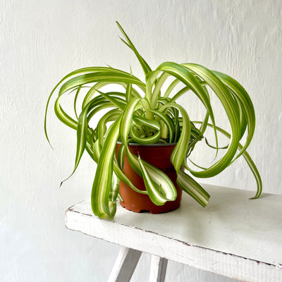 Medium Chlorophytum Bonnie - Spider Plant