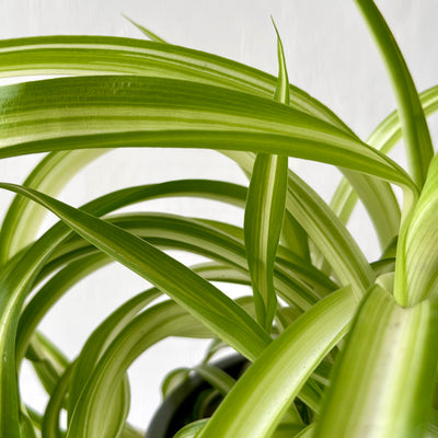 Medium Chlorophytum Bonnie - Spider Plant