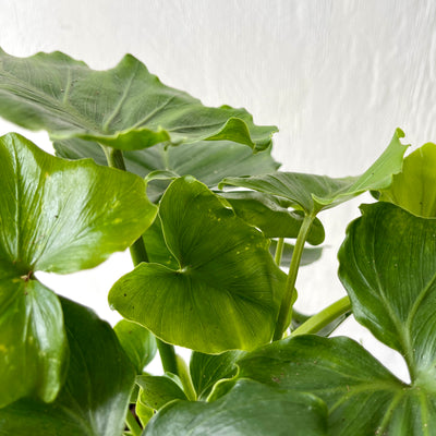 Medium Philodendron 'Shangri-La'