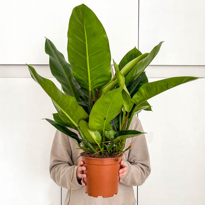 Large Philodendron 'Imperial Green'