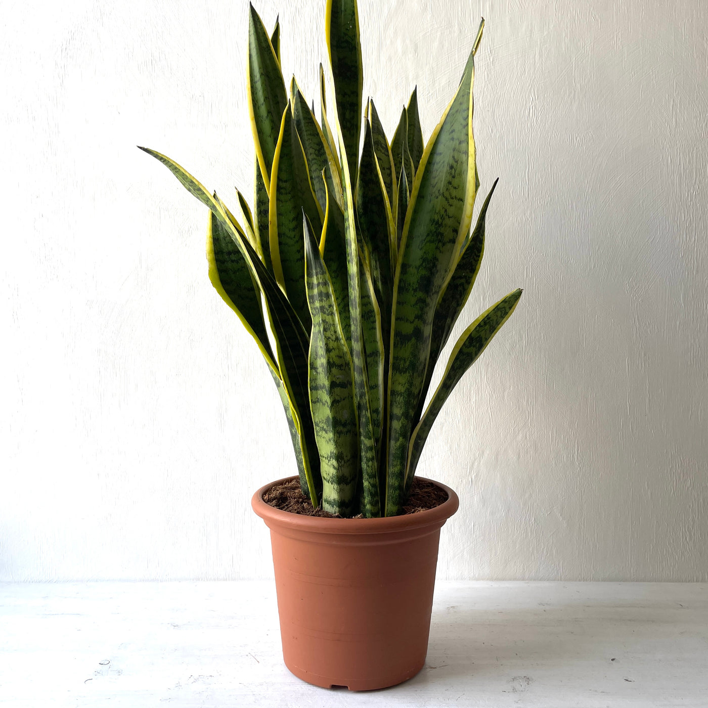 Large Sansevieria Trifasciata Laurentii 'Snake Plant'