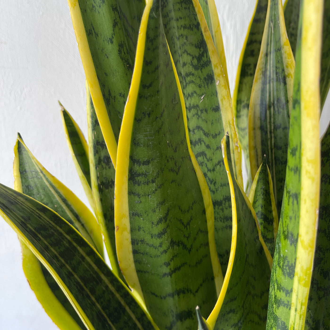 Large Sansevieria Trifasciata Laurentii 'Snake Plant'