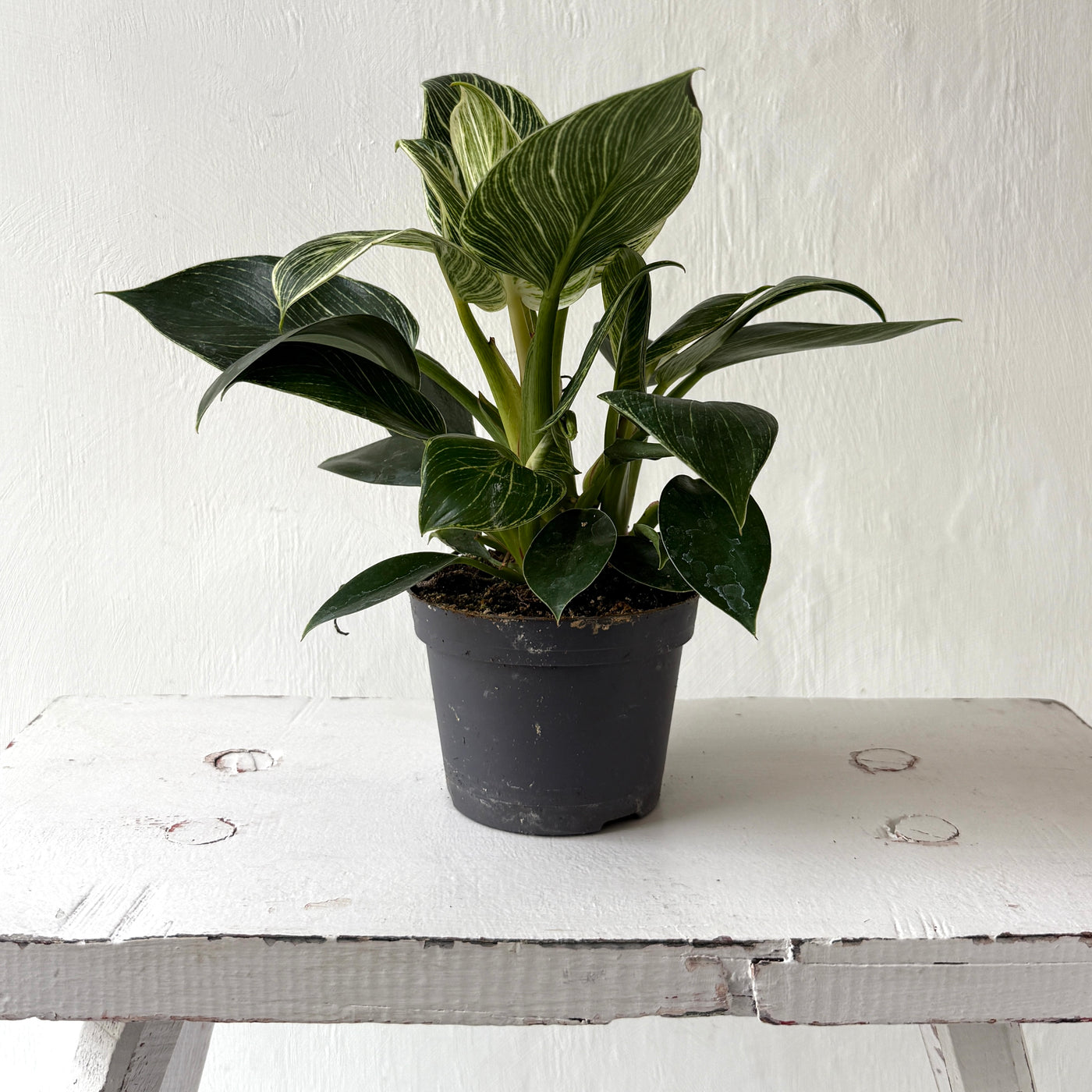 Philodendron 'White Measure'