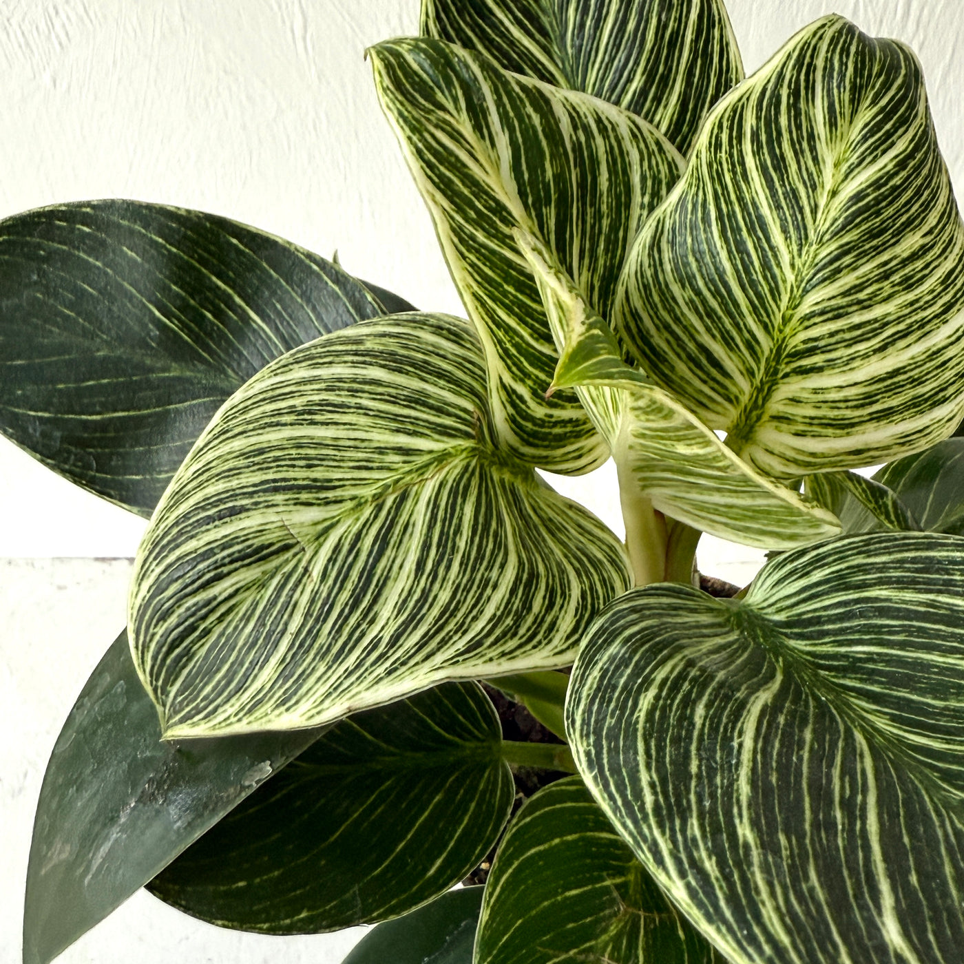 Philodendron 'White Measure'