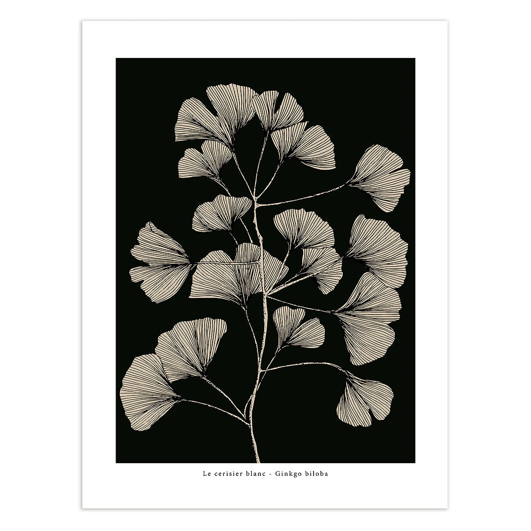 Ginkgo Biloba - 50 x 70cm