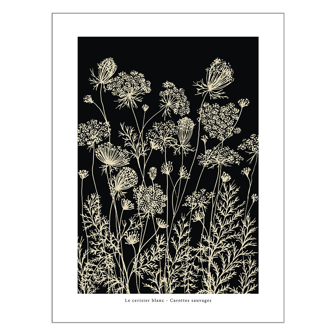 Wild Carrot 'Carottes Sauvages - Noir' - 50 x 70cm