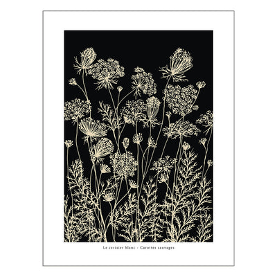 Wild Carrot 'Carottes Sauvages - Noir' - 50 x 70cm