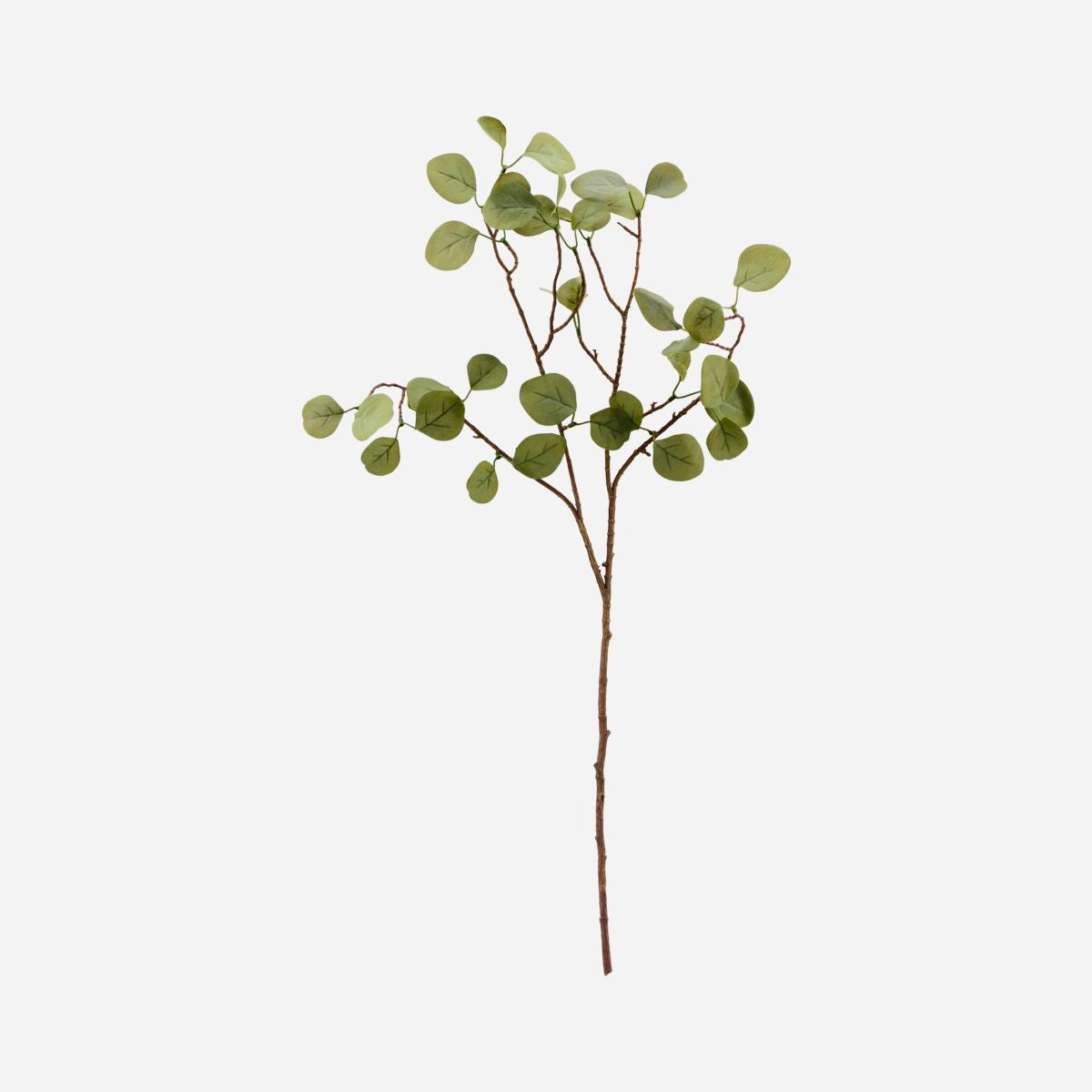 Eucalyptus Branch