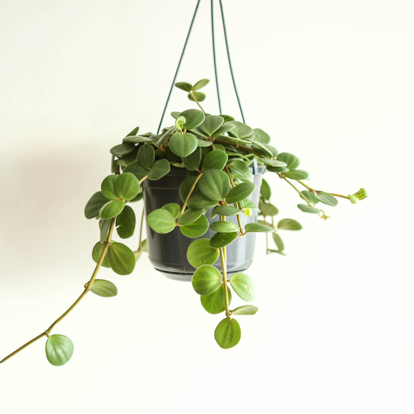 Hanging Peperomia 'Hope'