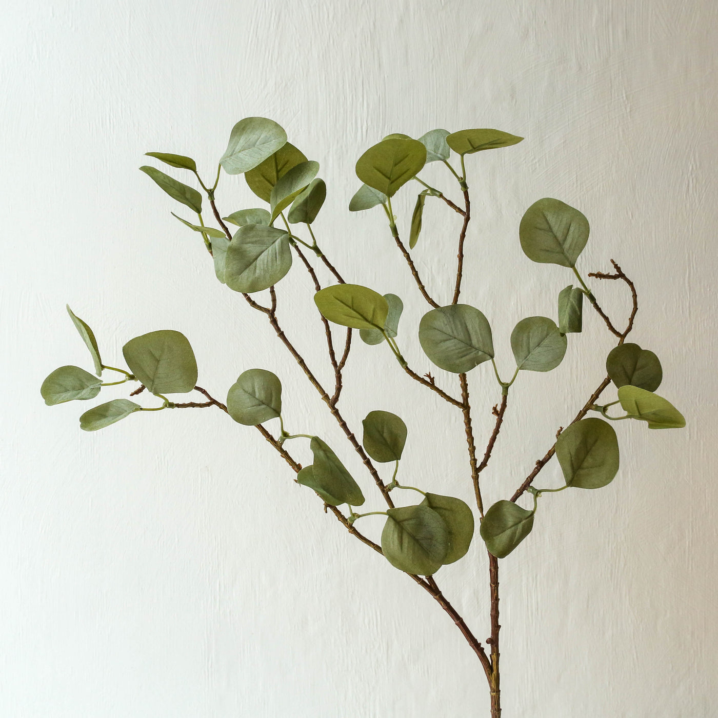 Eucalyptus Branch