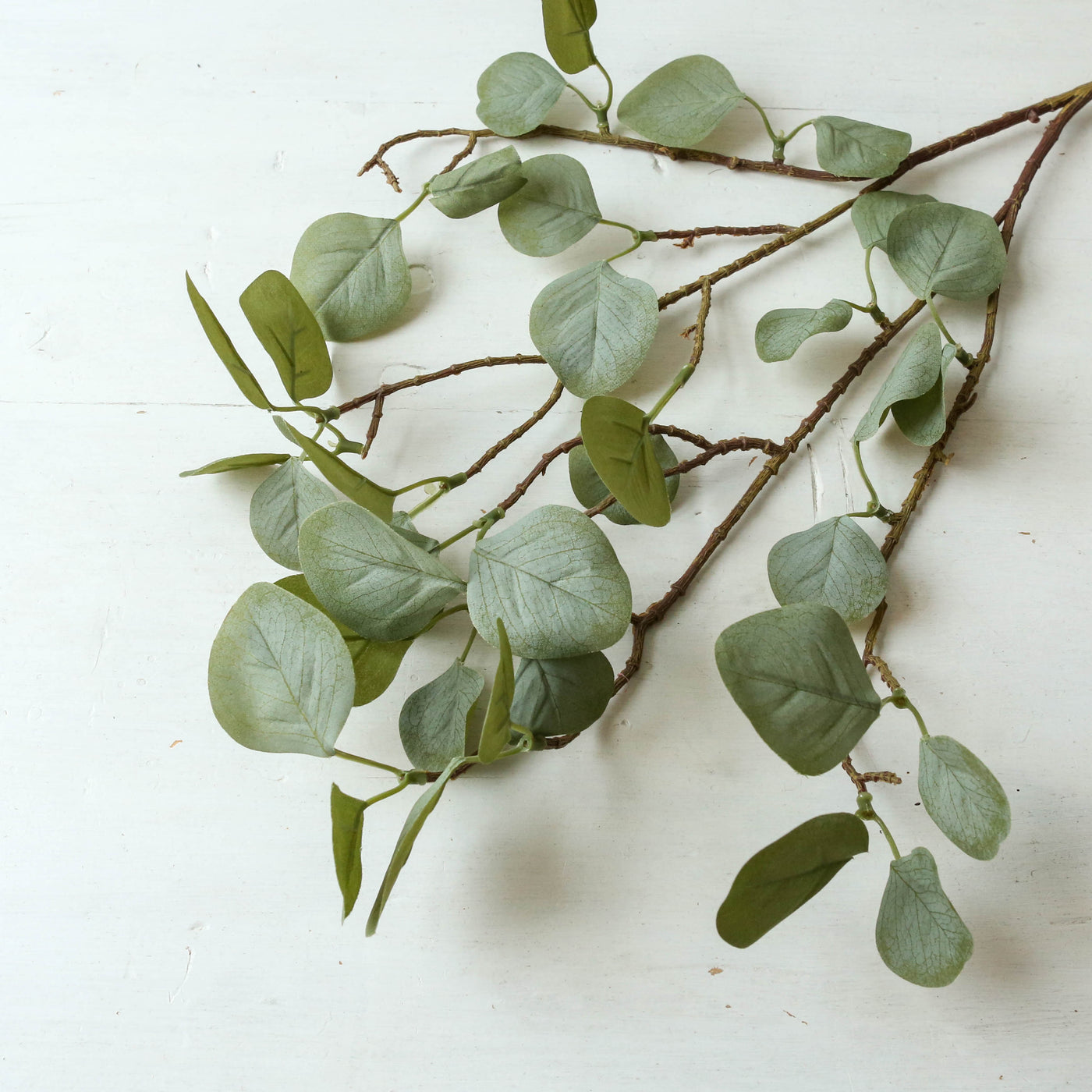 Eucalyptus Branch