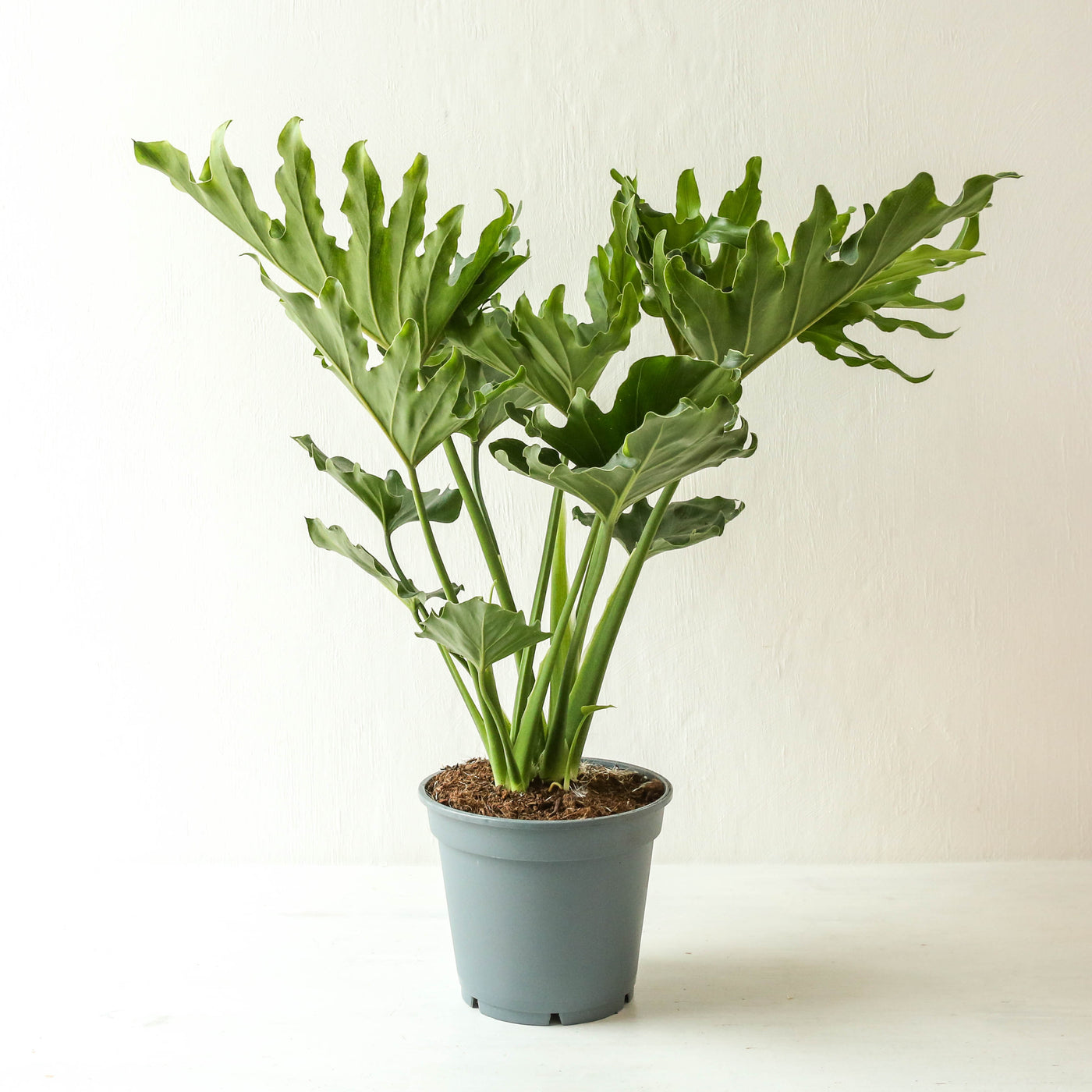 Philodendron Selloum 'Little Hope'