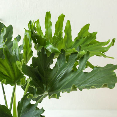 Philodendron Selloum 'Little Hope'