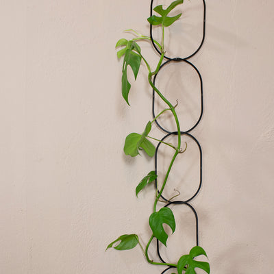 Support for Climbing Plants - Black