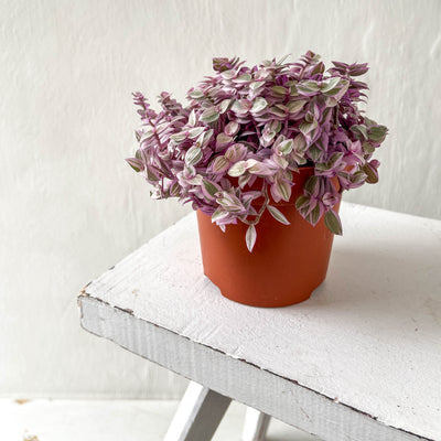 Callisia Repens 'Pink Lady'