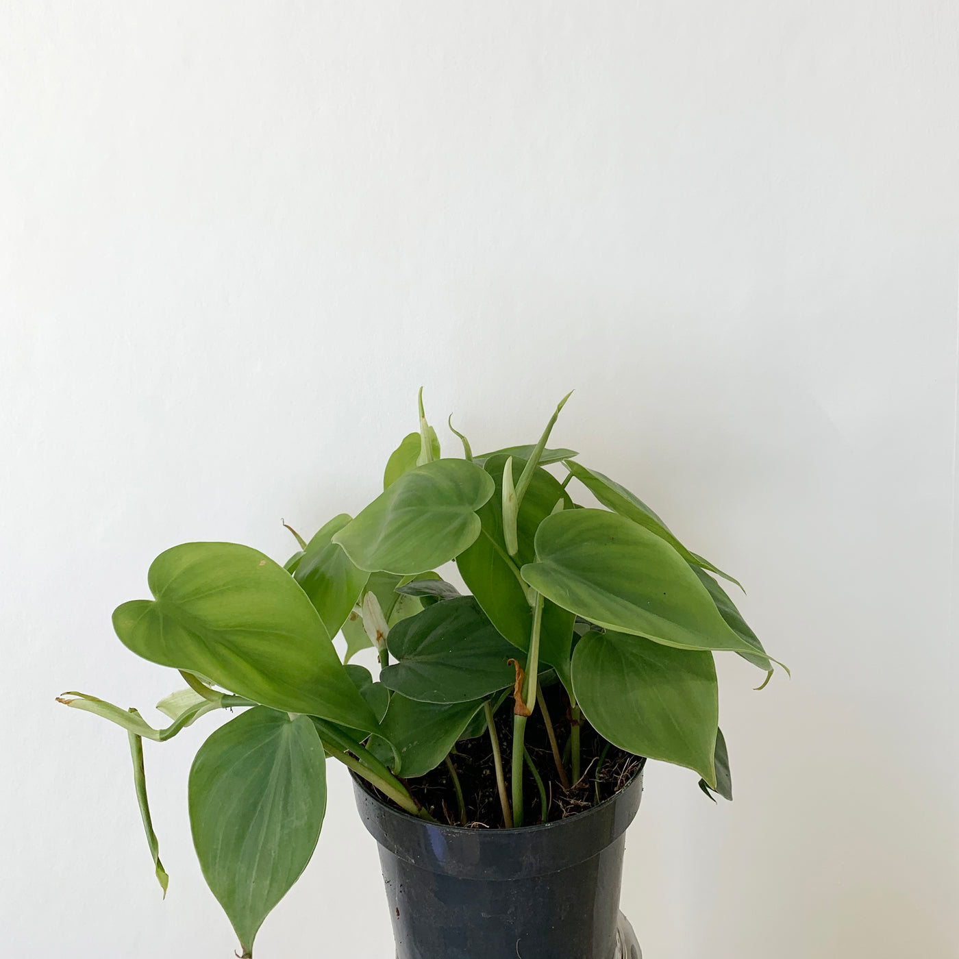 Philodendron Scandens 'Heart Leaf Plant'